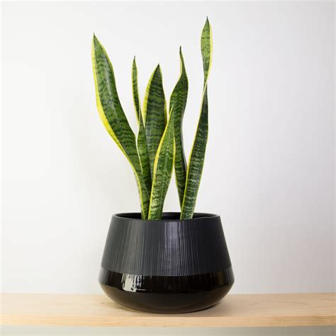 Pick a potting media low in peat, which eventually. Snake Plant in Black Bevel Pot by Hubsch - plantandpot.nz
