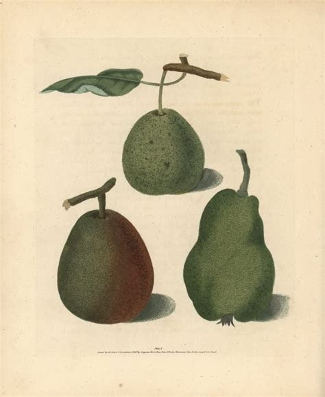Amazon Pear Varieties Pyrus Communis Poster Print By Florilegius