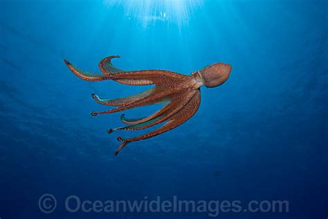Before long, some of the animals would come out to greet the divers, even climbing onto them and going for a ride. Day Octopus Octopus cyanea Photo Image