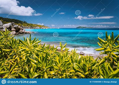 Tropical Coast At La Digue Island Seychelles Lush Green Vegetation