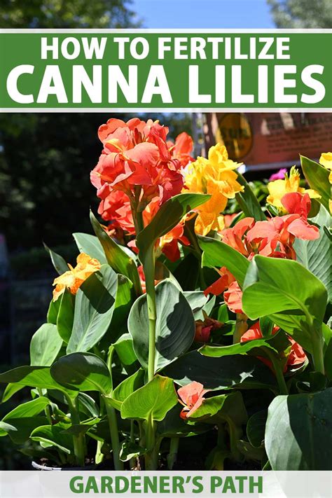 How And When To Fertilize Canna Lilies Gardeners Path