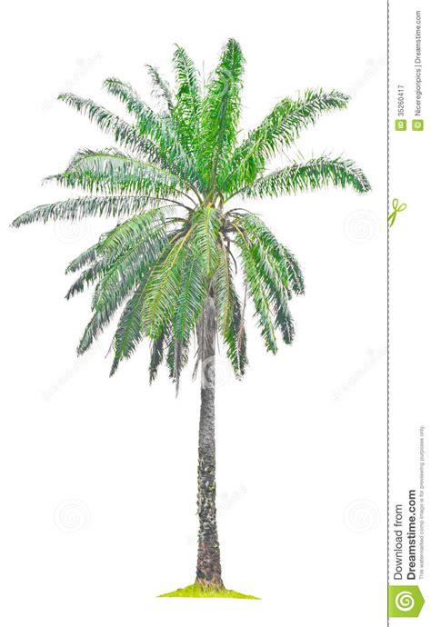 Palm oil is very cheap to make and the palm tree it comes from produces more oil than many other kinds of plant. Single Old Palm Oil Tree. Royalty Free Stock Photography ...