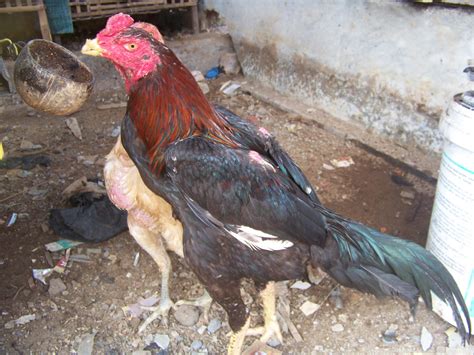 Merupakan gaya bahasa yang menjelaskan lebih dari tingkatan tertinggi ke tingkatan terendah. Pitek Online: Di Jual Ayam bangkok