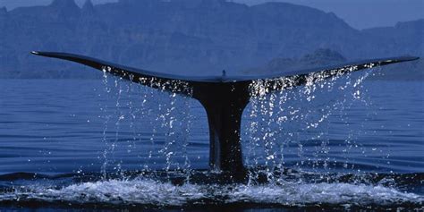 Comment S Appelle La Femelle De La Baleine - Le monde de l’école sensibilisé au défi de la Baleine bleue - La DH