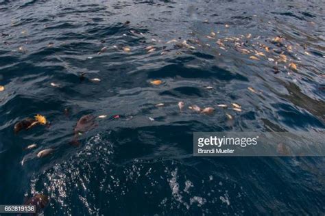 Dynamite Fishing Photos And Premium High Res Pictures Getty Images