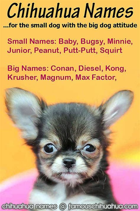 Chihuahua Names Cute And Fun Chihuahua Puppy Names