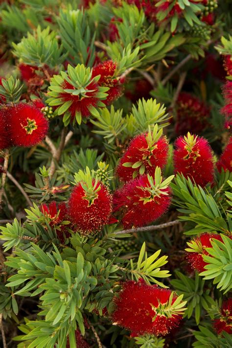 2 to 4 feet tall and wide for most, some to 8 feet probably the best evergreen for shaping and pruning, which is why they are often the gardener's choice for creating formal hedges, borders, and even topiaries. Little John Dwarf Bottlebrush in 2021 | Tropical flower ...