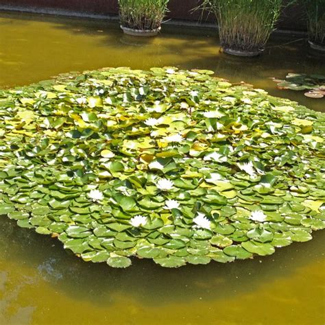 Der botanische garten verwaltet auch den historischen botanischen garten, der 1930 angelegt wurde. Botanischer Garten von Barcelona