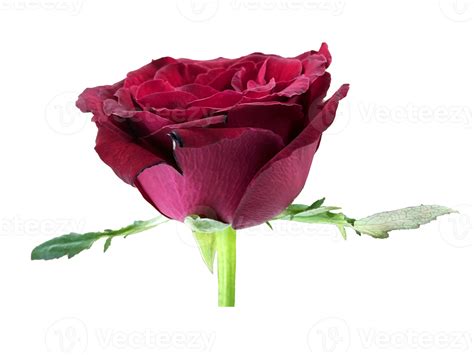 Dark Red Rose With Branch 13453557 Png
