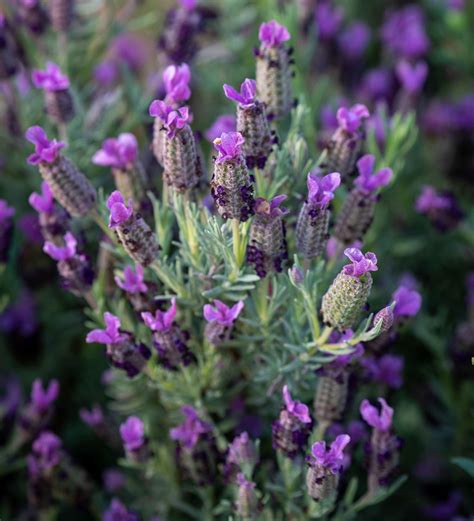 How To Grow Lavender A Step By Step Guide To Growing This Pretty