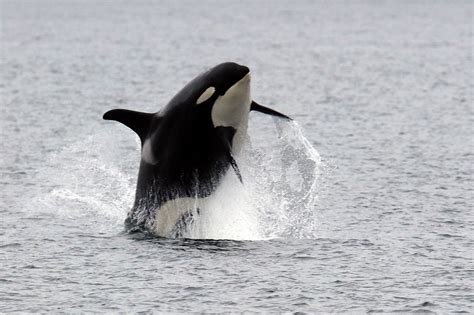 Southern Resident Orca L41 Considered Missing And Feared Dead