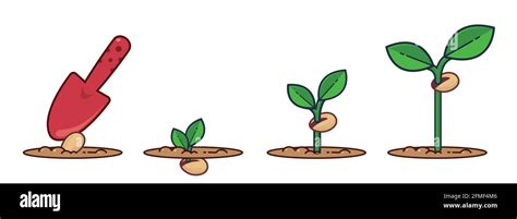 Growing Plant Animation