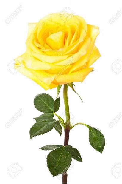 Yellow Rose Single Clipart Flower Background Pale