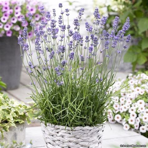 Lavender Munstead Lavandula Angustifolia Lavender Plant English