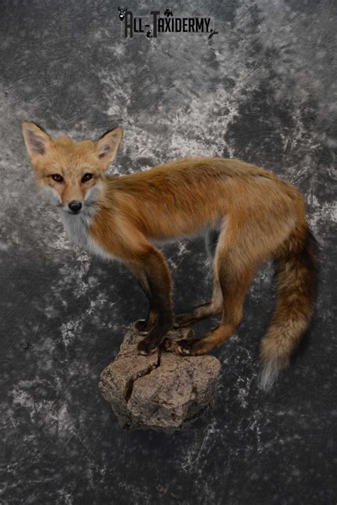 Red Fox Taxidermy Mount For Sale Sku 1672 All Taxidermy