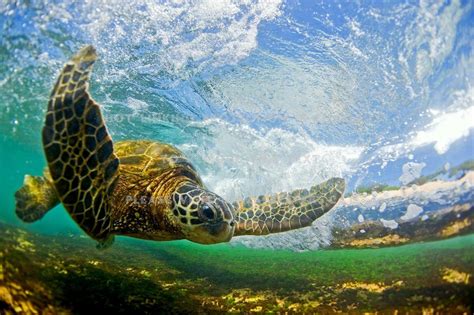 Hawaii Turtle Wallpapers Top Free Hawaii Turtle Backgrounds