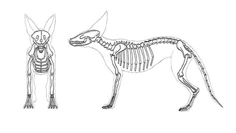 Fennec Fox Fox Anatomy Animal Skeletons