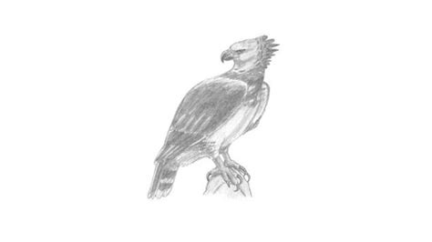 Harpy Eagle Drawing Easy Eagle Pencil Drawing Head Drawings Sketch
