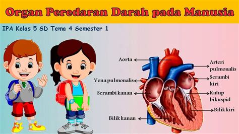 Organ Peredaran Darah Pada Manusia Sistem Peredaran Darah Pada Manusia Ipa Kelas 5 Sd Tema 4