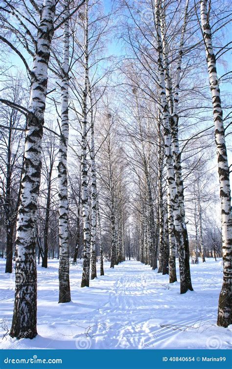 Winter Park Scenery With Trees Birch With Covered Snow Branches Stock