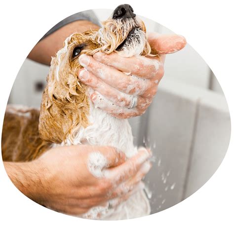 Pet Grooming – Dog Grooming USA & Dog Groomer Academy