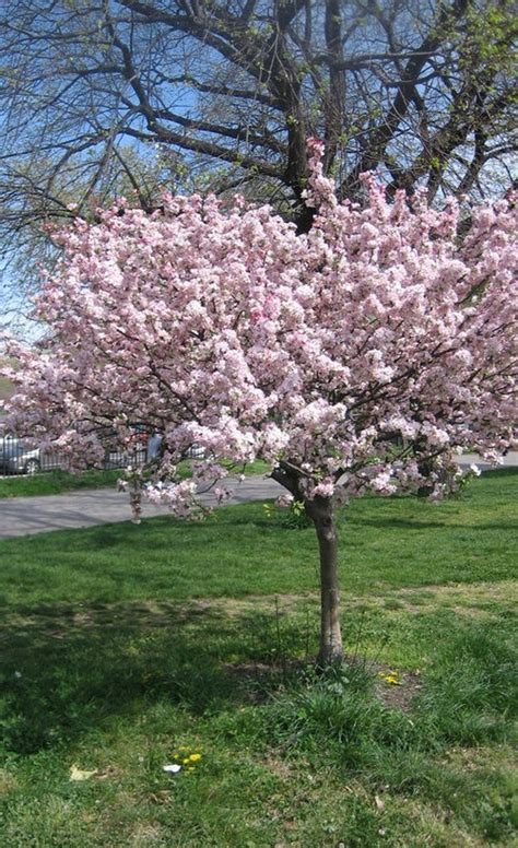 Dwarf Flowering Cherry Tree The Home Garden