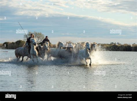 Guardians Camargue Cowboys Herding Camargue Horses In A Marsh Of The