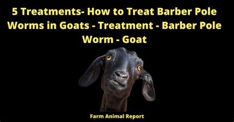 5 Treatments How To Treat Barber Pole Worms In Goats Treatment