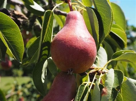 (red) partners with the world's most iconic brands to build stronger health systems that fight pandemics. Pear, Red Bartlett - TheTreeFarm.com