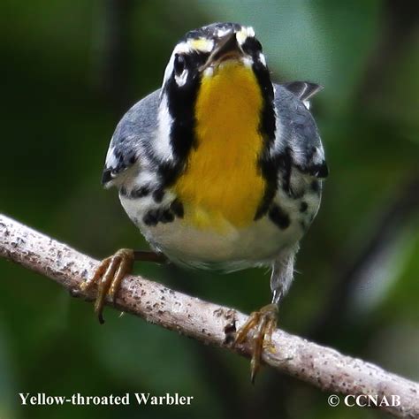 Yellow Throated Warbler Setophaga Dominica North American Birds