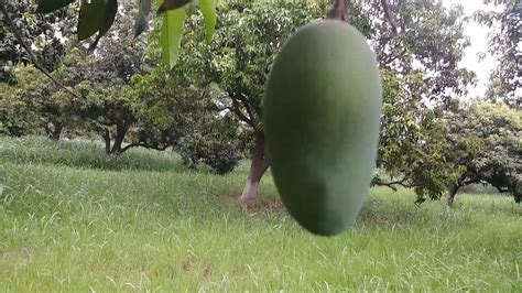 Mango Garden Real Beauty Of Punjab A Am Ka Bagh YouTube