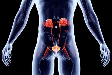Get To Know The Anatomy Of The Kidney From Parts To Function Daily