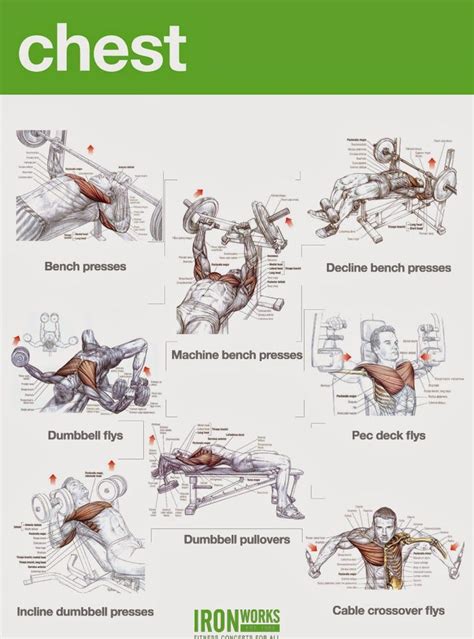Chest Workouts To Gain Muscle Fast Muscle Gain Workout Chest