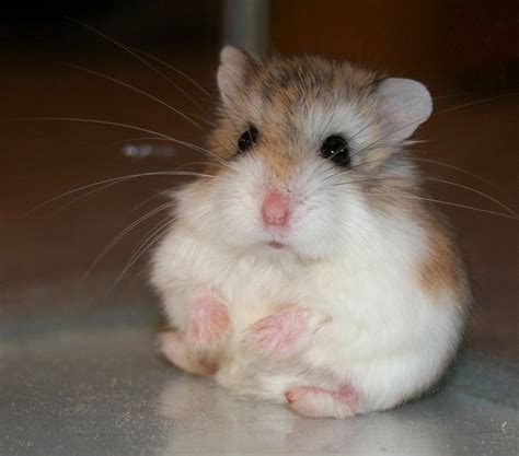 Why Do Dwarf Hamsters Bite Dwarfhamsterhome Com