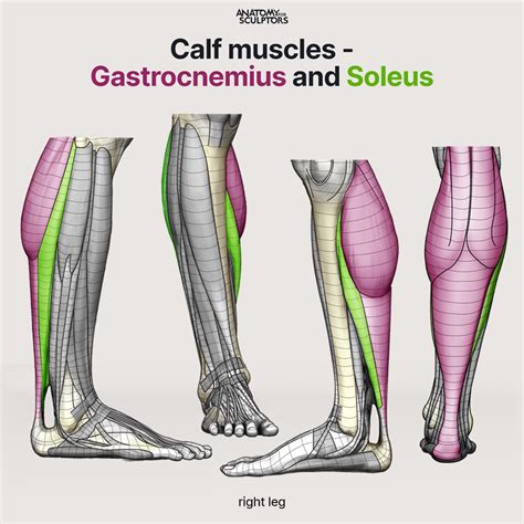 Anatomy For Sculptors Calf Muscles