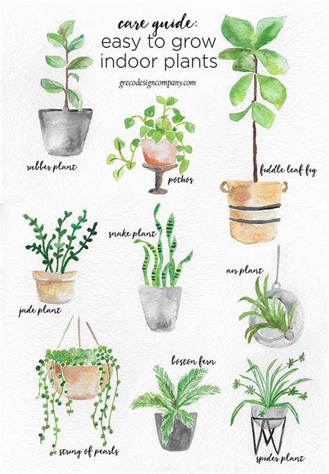 A Guide To Caring For Easy To Grow Indoor Plants