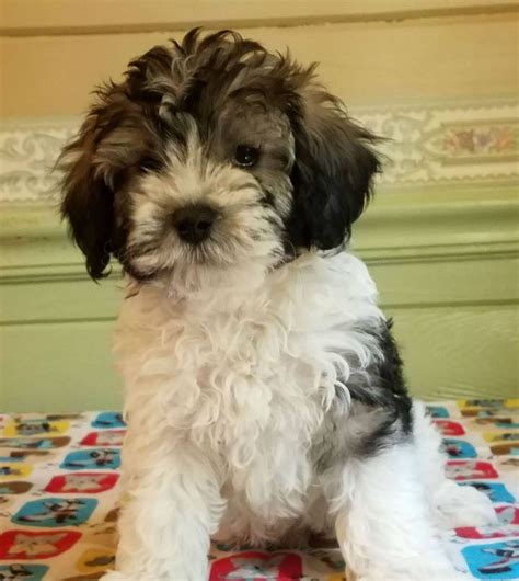 North Carolina Schnoodles Adoption And Delivery Fees In 2020