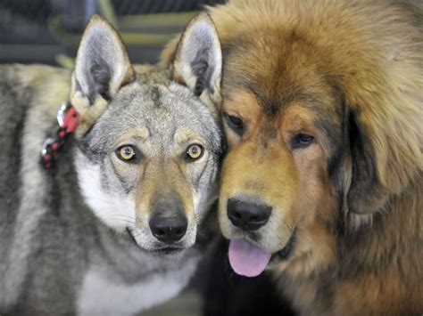 Wolfdog Wolf Dog Wolf Dog Tibetian Mastiff Wolf Dog Huge Dogs Dogs