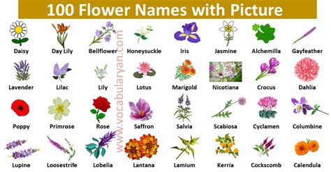 Learn The Names Of 100 Flowers In English Vocabularyan