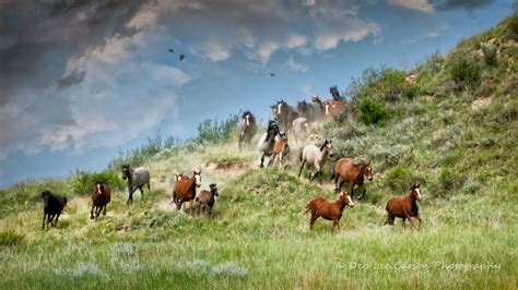 Fight For The Wild Horses Of Trnp — Wild Lands Wild Horses