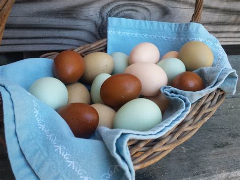 How often do chickens lay eggs? How Often Do Chickens Lay Eggs? The Ultimate Egg Guide ...