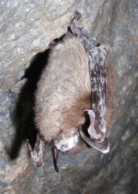Compare auto insurance rates and get an online auto insurance quote at cure.com. In face of crisis, National Zoo to start captive population of Virginia big-eared bats ...