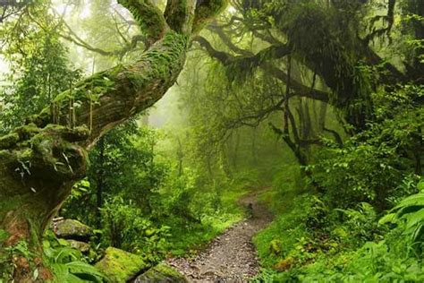 Tropical Rainforests Could Become Carbon Emitters Instead Of Sinks If