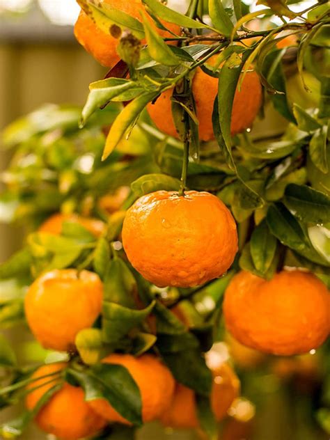 Mandarin Orange Tree Seeds For Planting Fruit Citrus