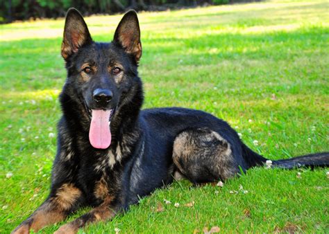 Are you dying to tell it? German Shepherd Watch Dogs Breeder Websites: Buyer Beware ...