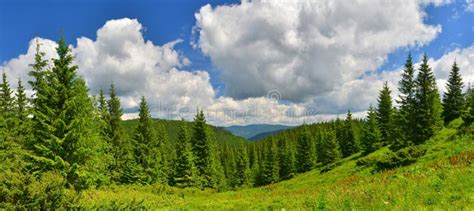 View Of Evergreen Conifer Forest In Summer Stock Image Image Of
