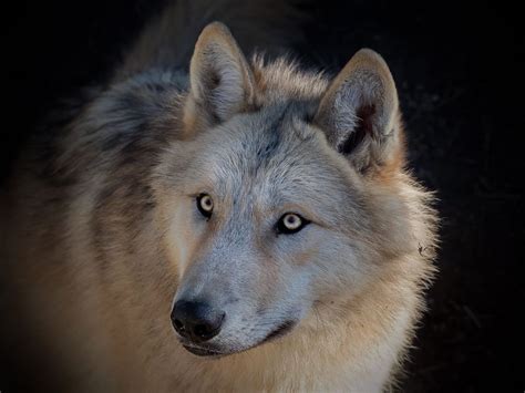 Wolf Photo By Teresa Palacios — National Geographic Your Shot Wolf
