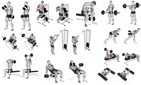 The Best Upper Body Muscle Building Exercises Fitness Workouts