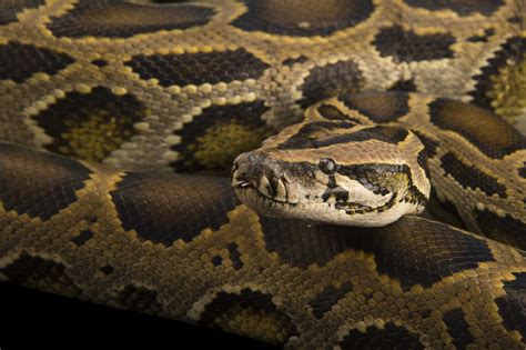 Burmese Python Teeth