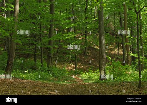 Deciduous Forest With European Beech Trees Stock Photo Alamy